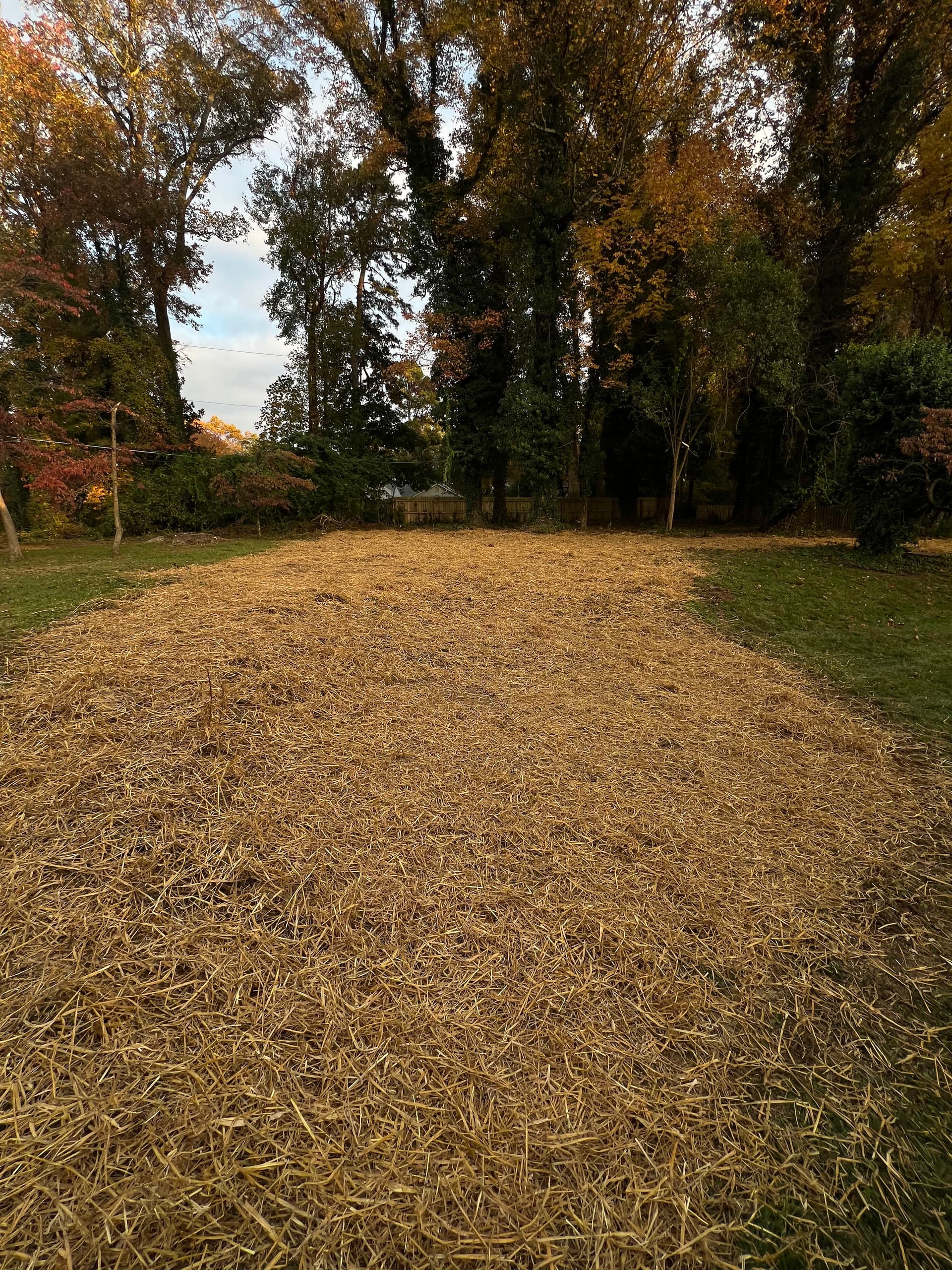 Gallery photos for Shed Removal and Full Backyard Cleanup Done Right: Image #1